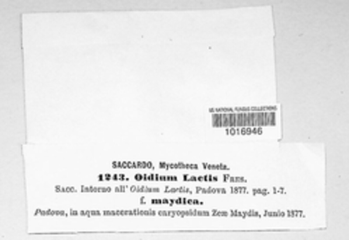 Geotrichum candidum image